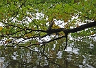 Plauer See, Uferdjungel : See, Bäume